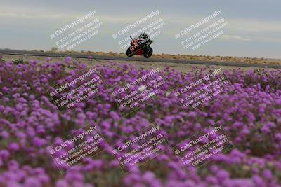 media/Jan-14-2023-SoCal Trackdays (Sat) [[497694156f]]/Turn 14 Exit Bloomig (145pm)/